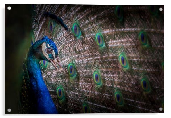 Peacock  Acrylic by chris smith