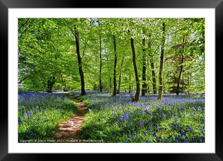  Bluebell Wood in England Framed Mounted Print by Diana Mower