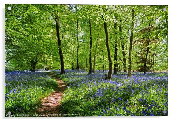  Bluebell Wood in England Acrylic by Diana Mower