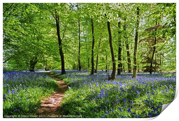  Bluebell Wood in England Print by Diana Mower