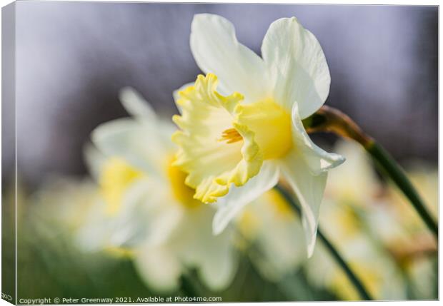 Daffodil Row Canvas Print by Peter Greenway