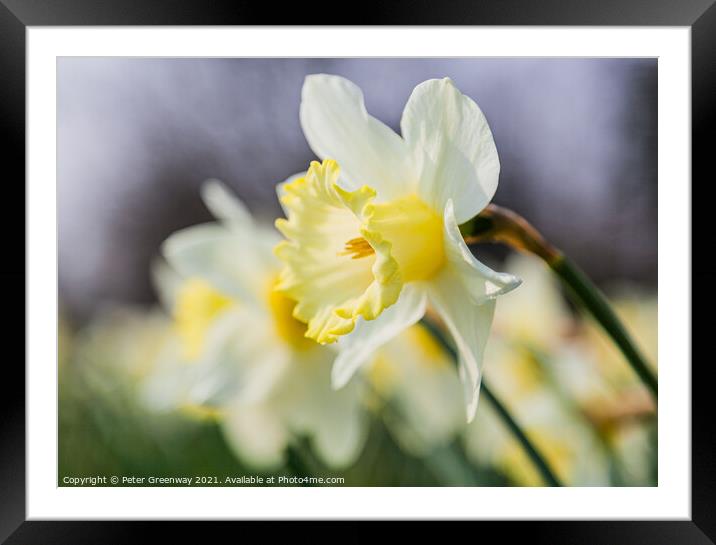 Daffodil Row Framed Mounted Print by Peter Greenway