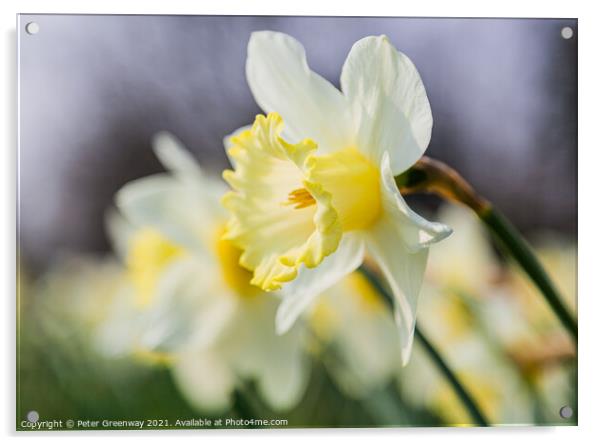 Daffodil Row Acrylic by Peter Greenway