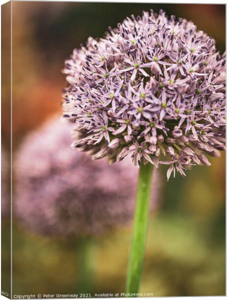 Show Alliums At RHS Chelsea Canvas Print by Peter Greenway