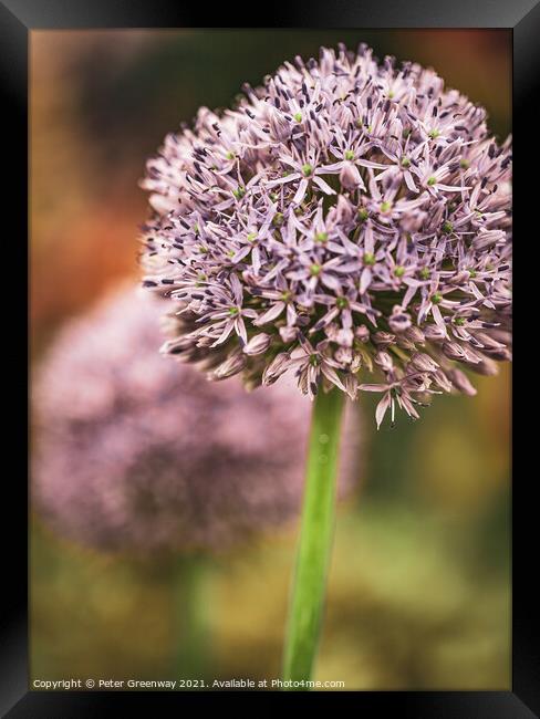 Show Alliums At RHS Chelsea Framed Print by Peter Greenway