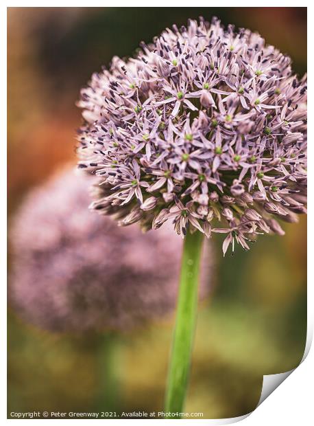 Show Alliums At RHS Chelsea Print by Peter Greenway