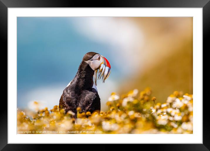 Atlantic Puffin With Sand Eels Framed Mounted Print by Graham Prentice