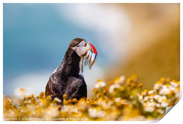 Atlantic Puffin With Sand Eels Print by Graham Prentice