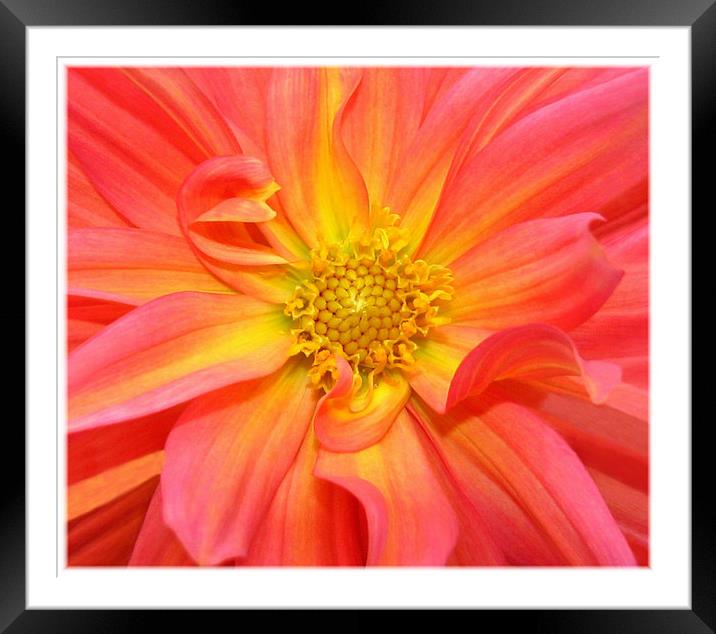 Dahlia,Orange,Pink,Yellow. Framed Mounted Print by paulette hurley