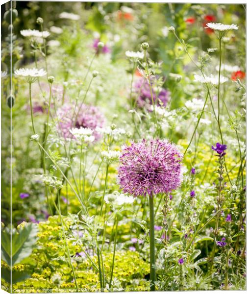 Allium Giganteum In A Meadow Of Wild Flowers At Ch Canvas Print by Peter Greenway