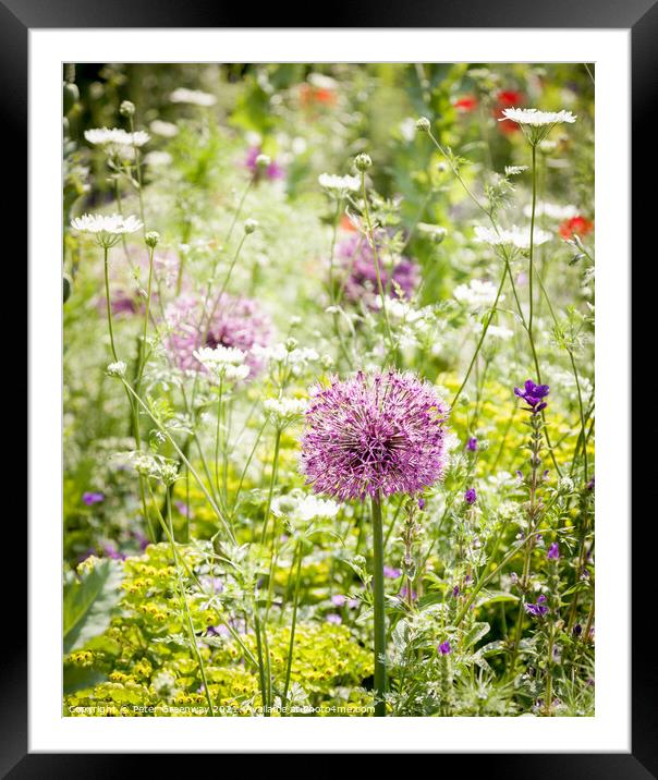 Allium Giganteum In A Meadow Of Wild Flowers At Ch Framed Mounted Print by Peter Greenway