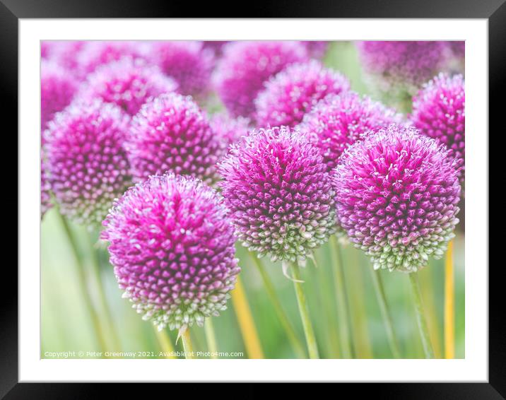 Purple Allium Heads Framed Mounted Print by Peter Greenway