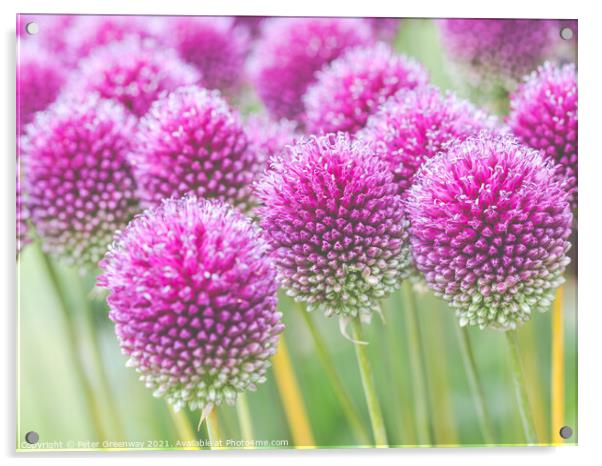 Purple Allium Heads Acrylic by Peter Greenway