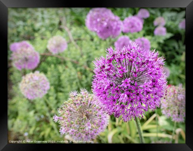 Alliums After A Rain Shower At Hidcote Gardens Framed Print by Peter Greenway