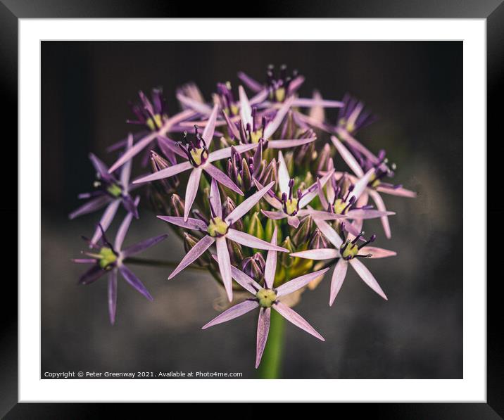 'Star of Persia' Flower In Bloom  Framed Mounted Print by Peter Greenway