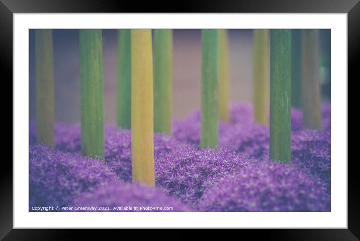 Upside Down Allium Giganteums Framed Mounted Print by Peter Greenway