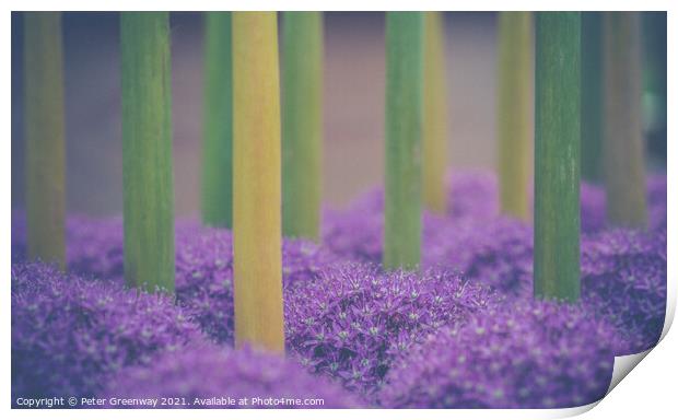 Upside Down Allium Giganteums Print by Peter Greenway