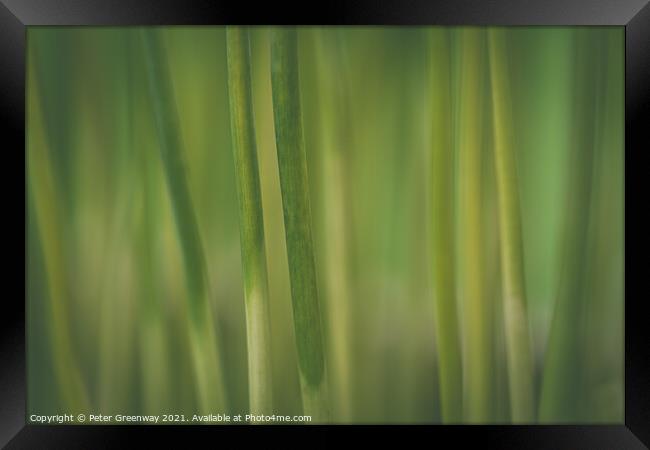 Creative Take On Green Allium Stems Framed Print by Peter Greenway