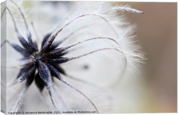 Flower Canvas Print by Adrianna Bielobradek