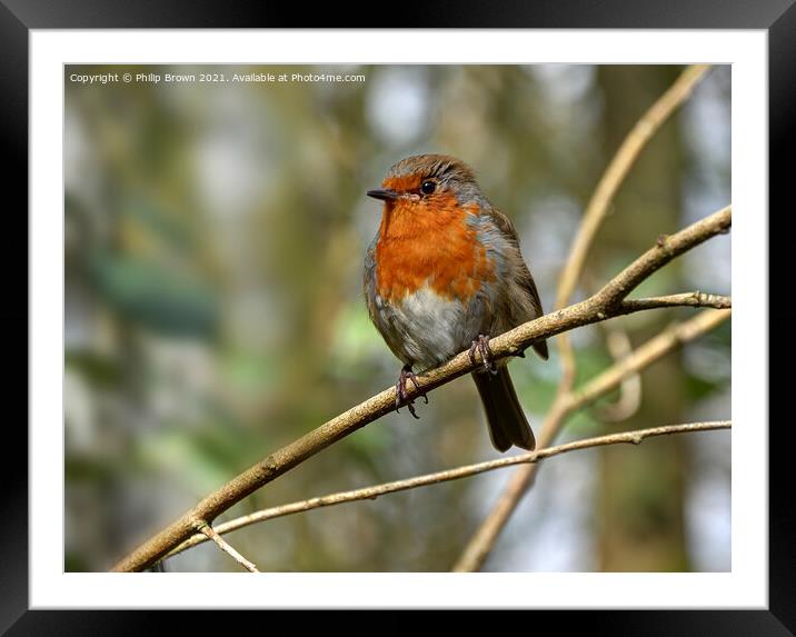 Robin Redbreast Framed Mounted Print by Philip Brown