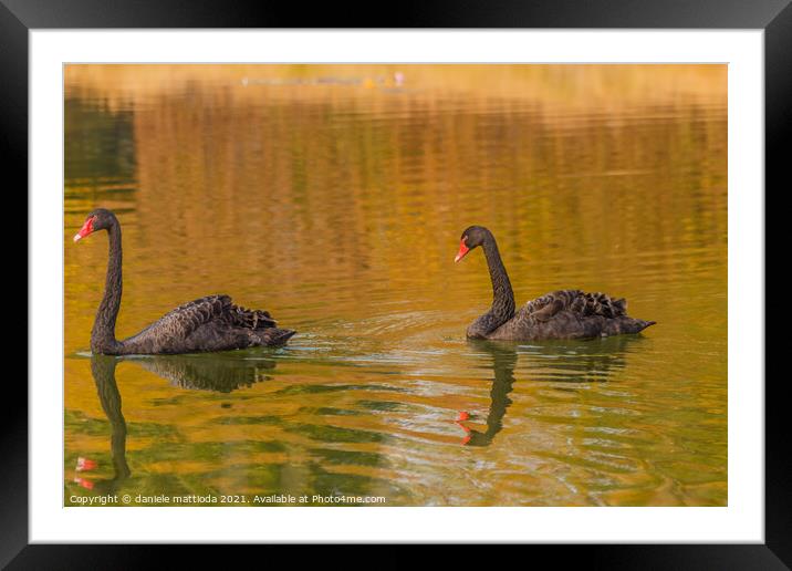 a rare exemplary of black swan exsisting in Italy Framed Mounted Print by daniele mattioda