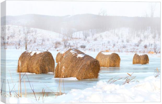 Frosted mini wheats - Hay bales Canvas Print by Jim Cumming