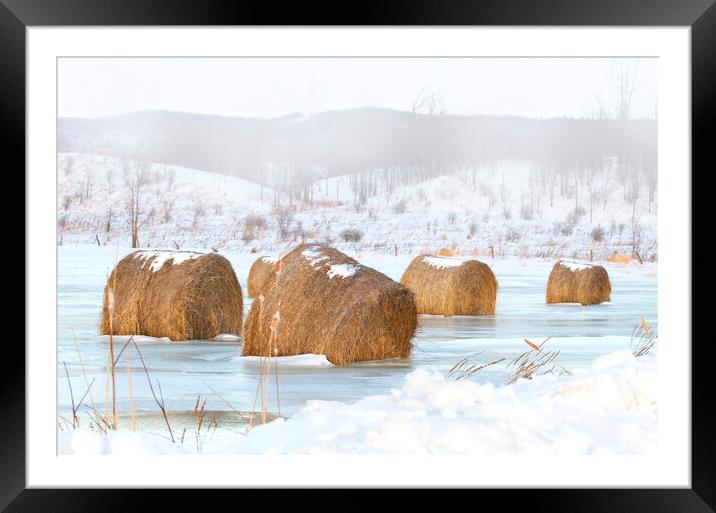 Frosted mini wheats - Hay bales Framed Mounted Print by Jim Cumming