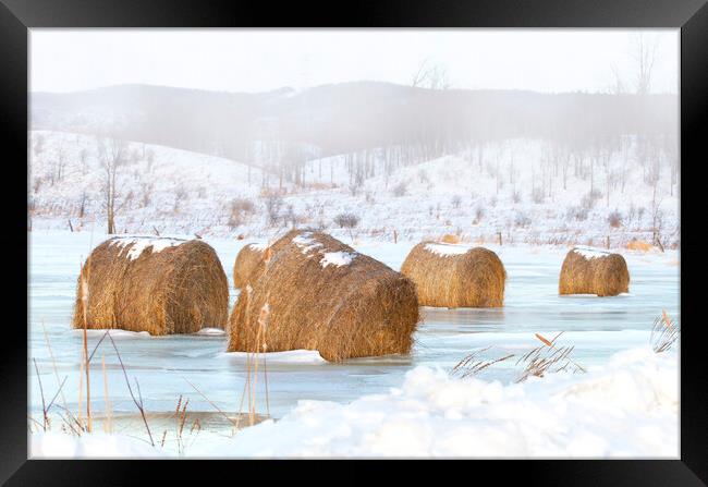 Frosted mini wheats - Hay bales Framed Print by Jim Cumming