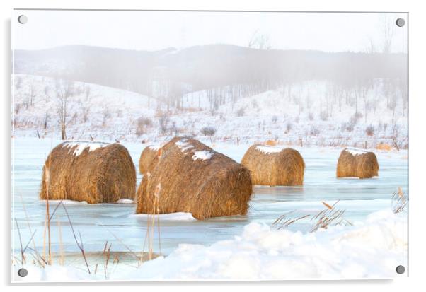 Frosted mini wheats - Hay bales Acrylic by Jim Cumming