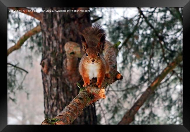 Red Squirrel on Pine Branch Framed Print by Taina Sohlman