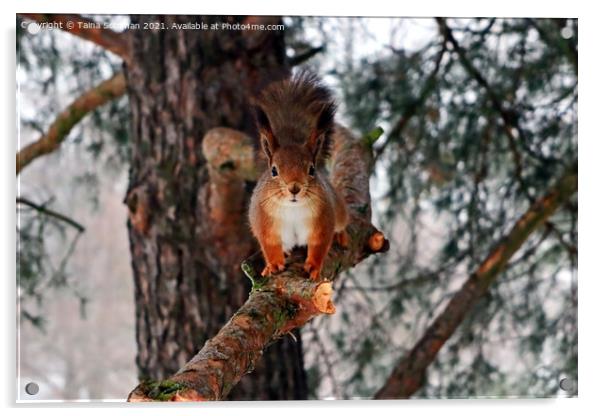 Red Squirrel on Pine Branch Acrylic by Taina Sohlman