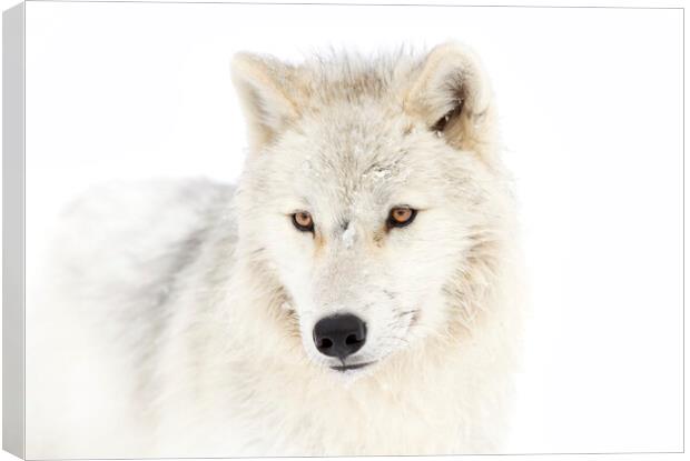 Portrait of an Arctic Wolf Canvas Print by Jim Cumming
