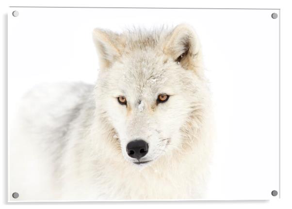 Portrait of an Arctic Wolf Acrylic by Jim Cumming