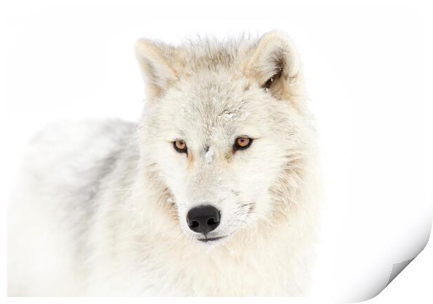 Portrait of an Arctic Wolf Print by Jim Cumming