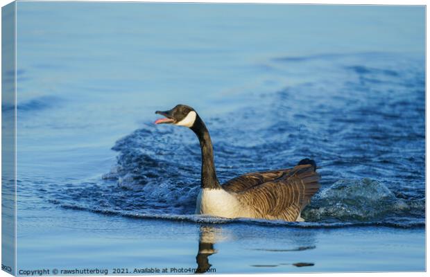 Canada Goose Sticking Out His Tongue Canvas Print by rawshutterbug 