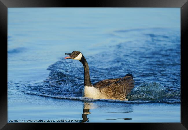 Canada Goose Sticking Out His Tongue Framed Print by rawshutterbug 