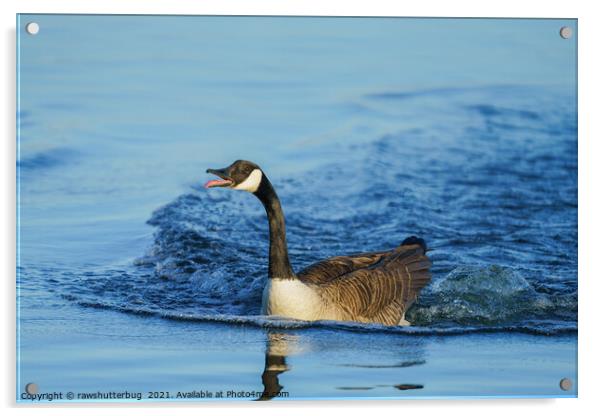 Canada Goose Sticking Out His Tongue Acrylic by rawshutterbug 