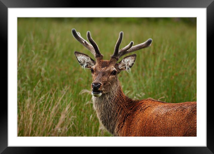 Deer Framed Mounted Print by Keith Thorburn EFIAP/b