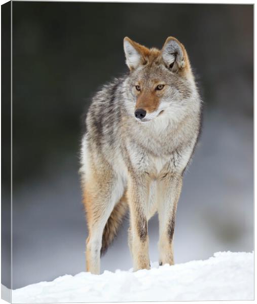 A lone coyote standing in the winter snow in Canada Canvas Print by Jim Cumming