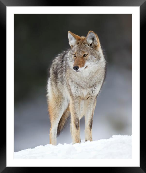 A lone coyote standing in the winter snow in Canada Framed Mounted Print by Jim Cumming