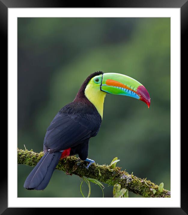 Keel-billed Toucan - Costa Rica Framed Mounted Print by Jim Cumming