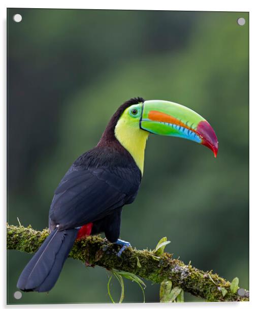 Keel-billed Toucan - Costa Rica Acrylic by Jim Cumming