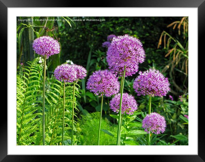 Purple Alliums Sensation and bees Framed Mounted Print by Elizabeth Debenham