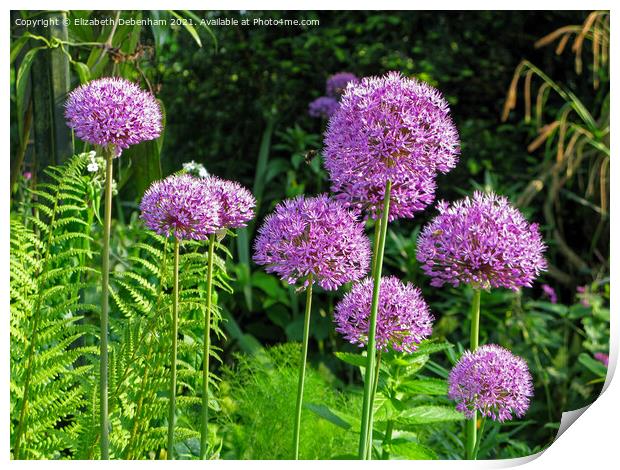 Purple Alliums Sensation and bees Print by Elizabeth Debenham