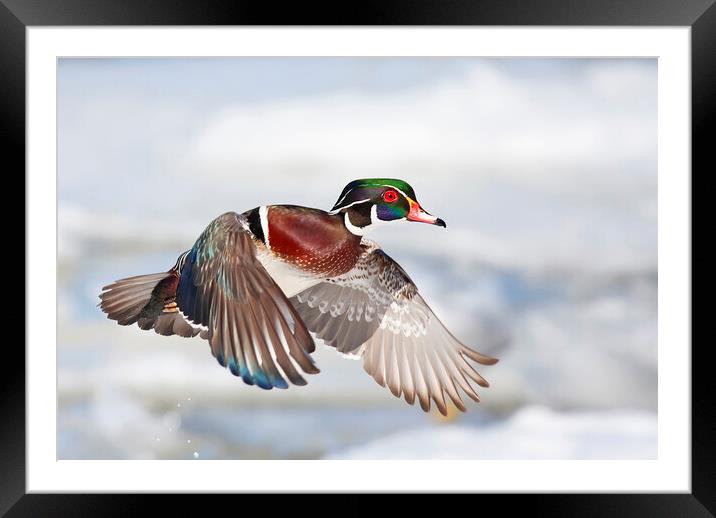 A wood duck takes flight Framed Mounted Print by Jim Cumming
