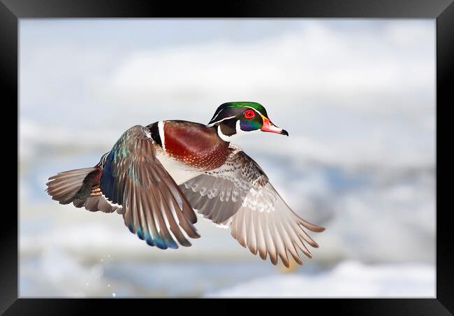 A wood duck takes flight Framed Print by Jim Cumming