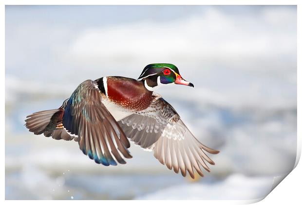A wood duck takes flight Print by Jim Cumming