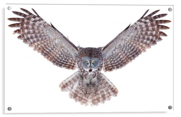 Power Wings - Great Grey Owl Acrylic by Jim Cumming