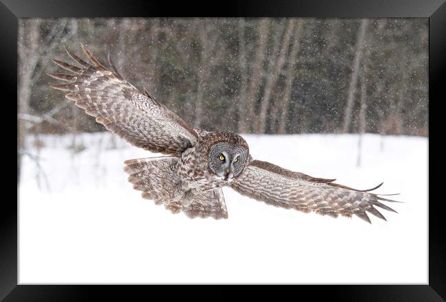 Great grey owl flying through the snowfall Framed Print by Jim Cumming
