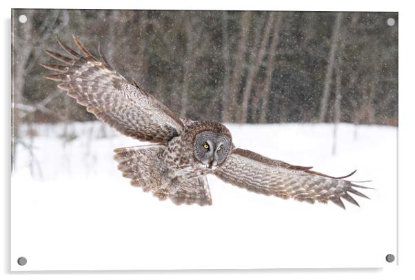Great grey owl flying through the snowfall Acrylic by Jim Cumming